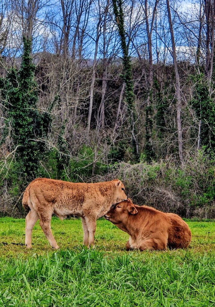 territori-bianya (4)