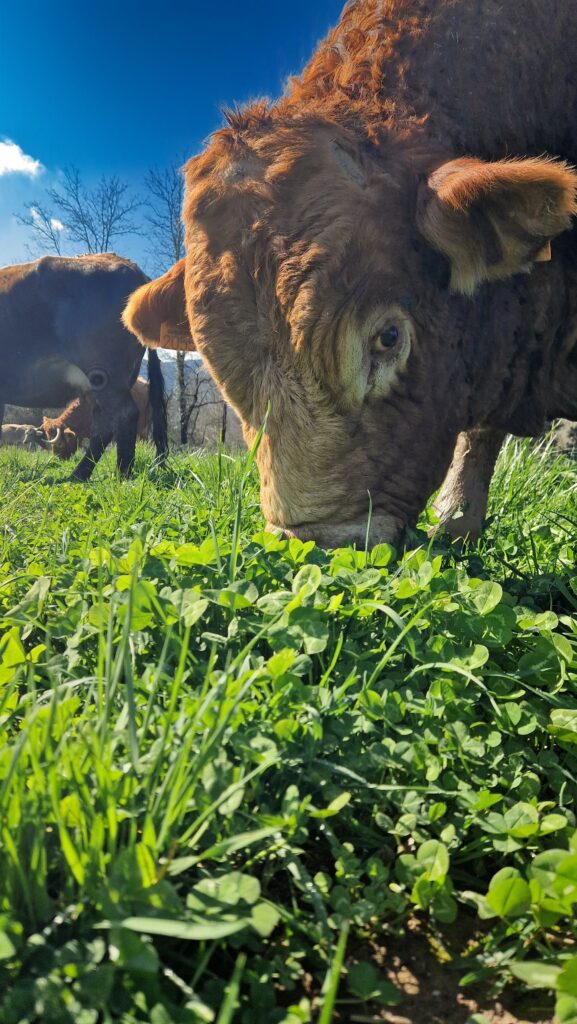 territori-bianya (5)